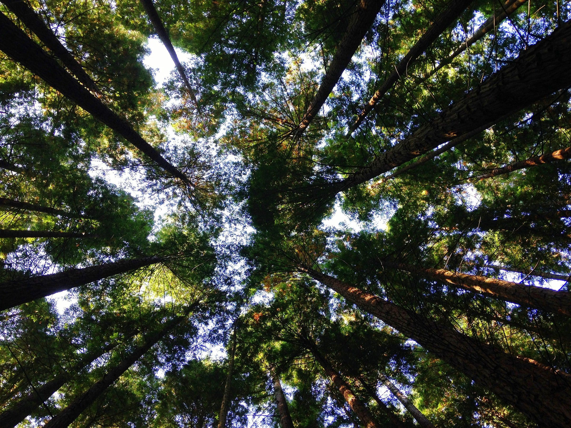 Treetops from the ground.