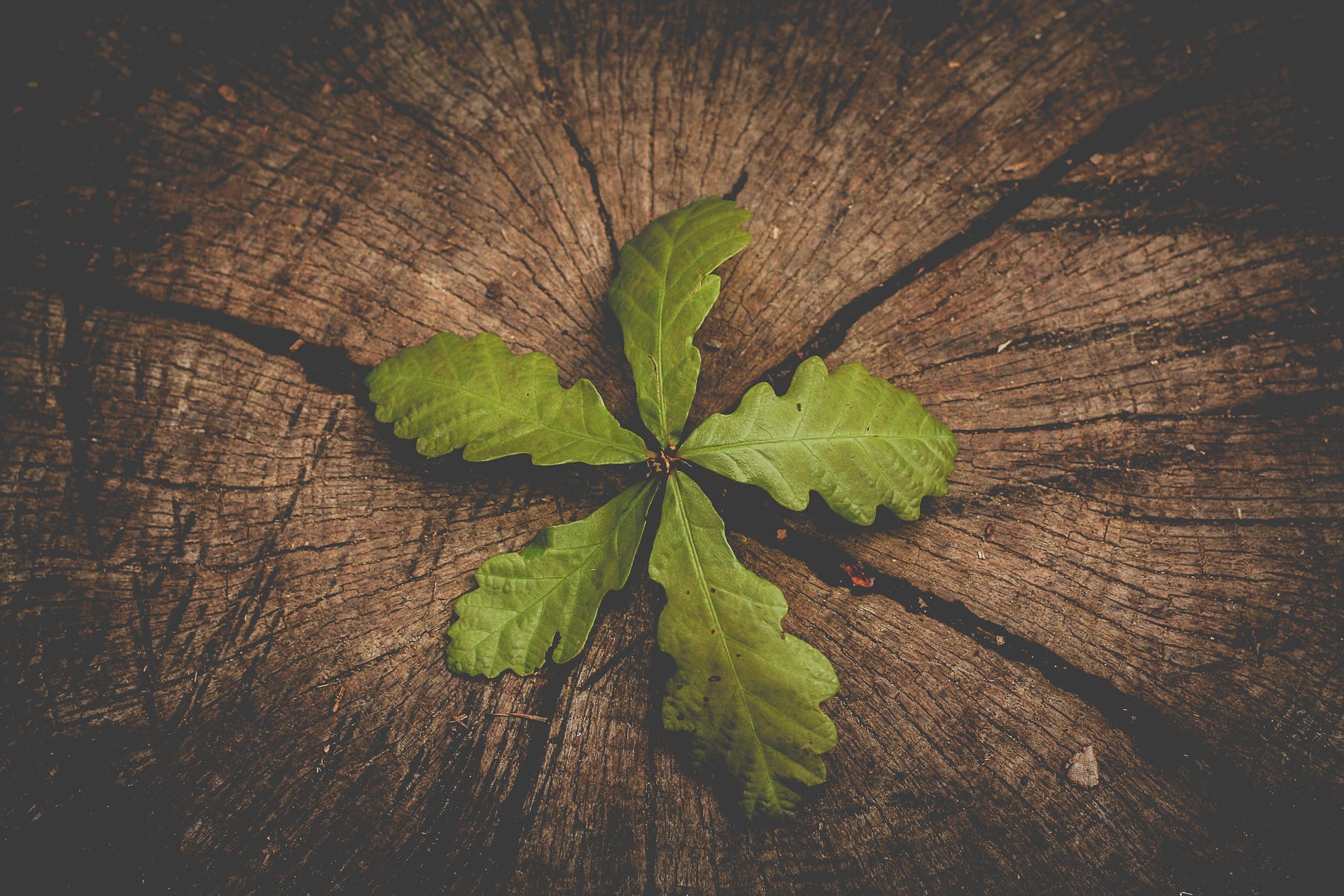Leaf on tree stump.